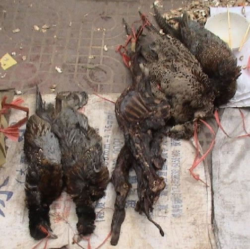 沅陵山林中捕获的各种野鸡,山民们放在地面上叫卖