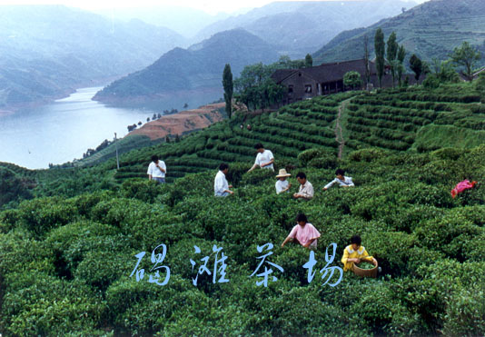 沅陵北溶碣滩茶场