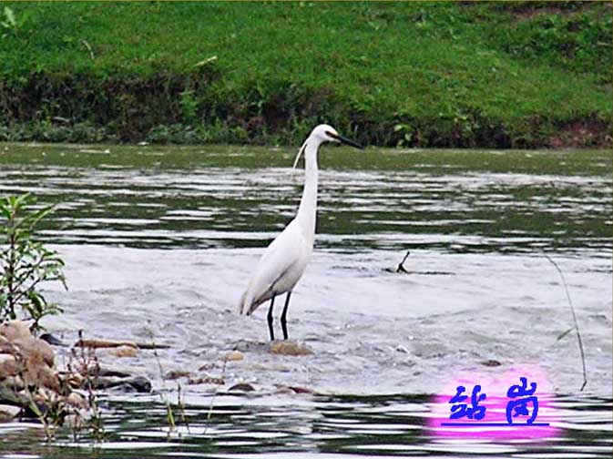 沅陵县兰溪野鹭