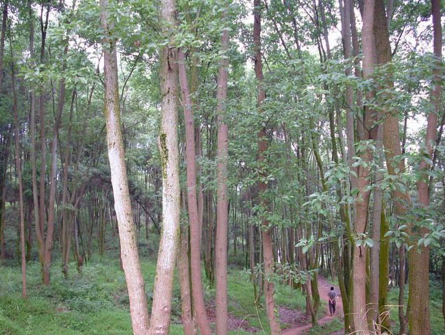 沅陵县鸳鸯山