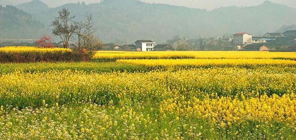 沅陵乡域,田野风光