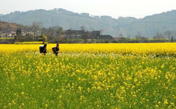 沅陵乡域,田野风光