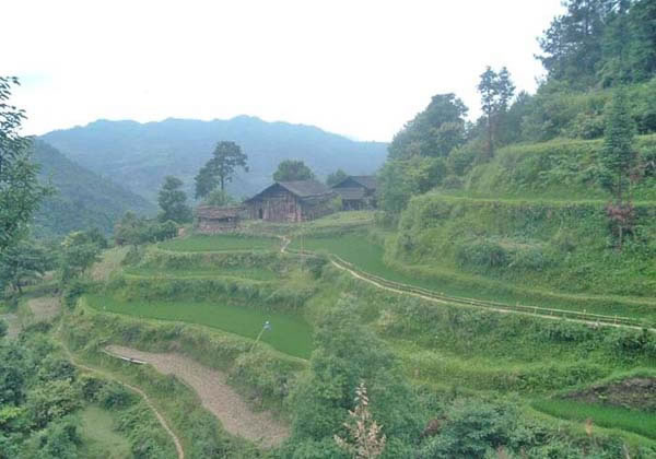 荔溪乡(原称竹园乡)张其坳村高茶坡的希望田野