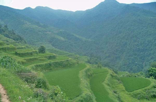 荔溪乡(原称竹园乡)张其坳村高茶坡的希望田野