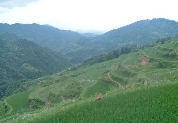 荔溪乡(原称竹园乡)张其坳村高茶坡的希望田野