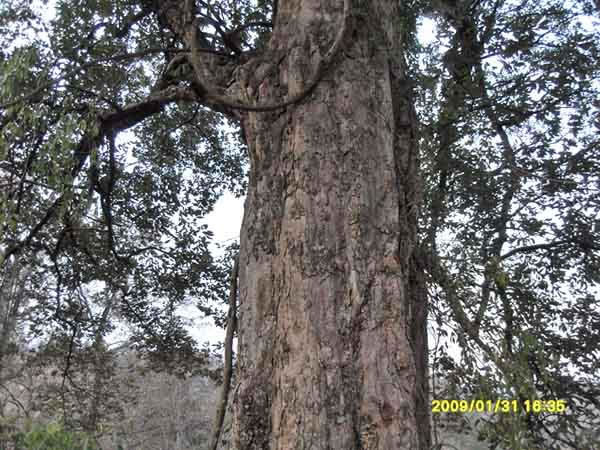 沅陵借母溪乡南溪坪村苍岭岗组,难得的参天古树