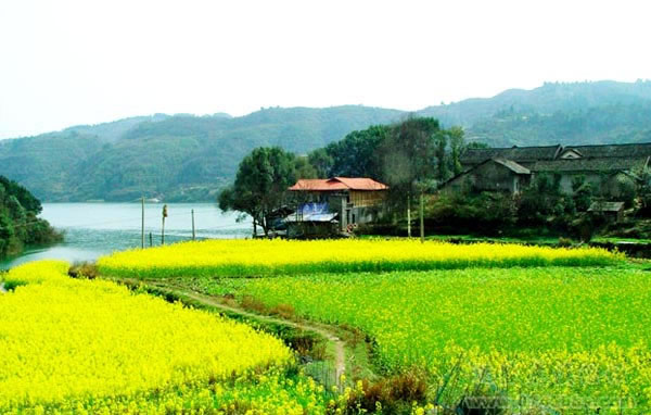 沅陵镇落仙处村，乡村田野油菜花开，人见人爱。(图片来自沅陵虎溪论坛的我心飞扬)