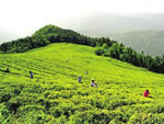 齐眉界高山茶园